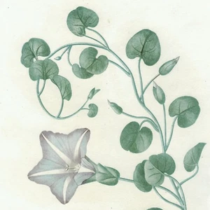 1805 SAINT-HILAIRE Hand-Colored Morning Glory Engraving Pl. 9 LISERON SOLDANELLE - Picture 1 of 8