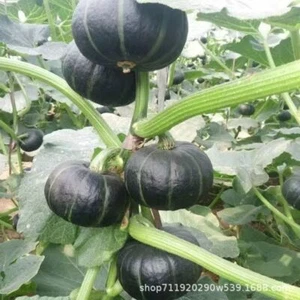 Beibei Pumpkin Chestnut Pumpkin Seeds Sweet and Fragrant Glutinous板栗小南瓜种子 - Picture 1 of 11