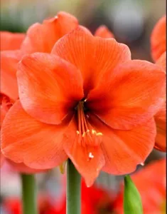1X Amaryllis Orange Desire Bulb- Gorgeous Orange Flowering Bulb-Indoor Plant - Picture 1 of 4