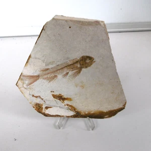 ancien poisson fossile sur plaque calvaire - Foto 1 di 5