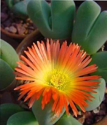 Cheiridopsis pillansii exotic rare mesembs living stone cacti aloe seed 15 SEEDS - Image 1 of 2