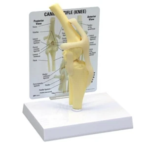 SUPER SET modello anatomico canino GPI di 12 LFA #9207 Fai offerta! - Foto 1 di 14