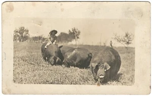 1921 RPPC Photo Postcard Three Giant Hogs with Small Child on top South Dakota - Picture 1 of 3