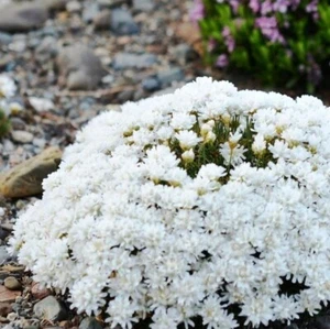 Armeria juniperifolia plug plants white flowers evergreen hardy thrift pack of 3 - Picture 1 of 2