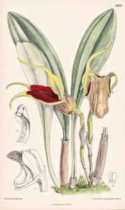 Masdevallia Elephanticeps Nuevo Granada Orquídea Orquídea Botánica Litografía Curtis 7824 - Imagen 1 de 1