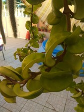 HOYA CARNOSA COMPACTA 1X Esqueje 10 - 12 cm aprox. suculenta Succulent sin raiz