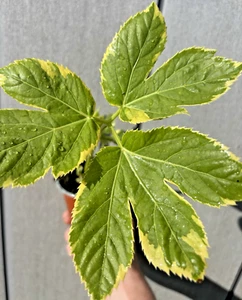 Peucedanum ostruthium 'Daphnis' Rare Hardy Perennial RARE Plant in a 9cm pot - Picture 1 of 11