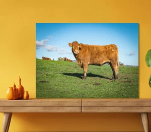 Beautiful Female Cow 5mm thick Plastic Poster Ready to Hang 60x45cm - Imagen 1 de 3