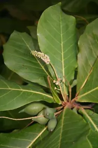 Seemandelbaum -terminalia catappa- ''Saatgut Mengenauswahl'' - Bild 1 von 1