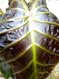 Colocasia Horus esculenta especie nuevo HB oreja de elefante certificado fitosanitario gratuito. - Imagen 1 de 12
