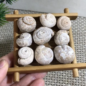 Fossil Gastropods Sea Snails Lot Morocco 64g 9pcs c107 - Picture 1 of 12