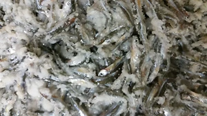 Bestbait Salted Emerald Shiners Preserved Minnows Free Shipping  VHSv Free - Picture 1 of 23