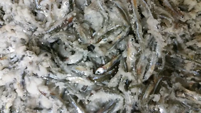 Bestbait Salted Emerald Shiners Preserved Minnows Free Shipping  VHSv Free - Image 1 of 4
