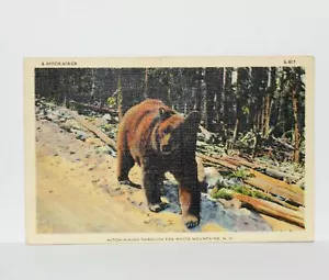 Vintage linen Postcard Bear Hitch-Hiker Hiking White Mountains New Hampshire NH - Picture 1 of 2