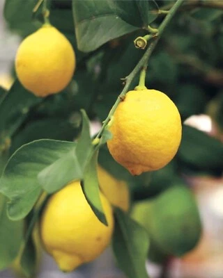 ÁRBOL DE LIMÓN HARVEY (injertado) de 3 pies a alto. Sin envío a CA. Foto 1 de 4