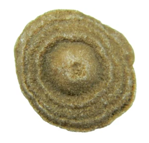 Stromatolite Fossil Morocco Small 13.03 grams - Picture 1 of 5