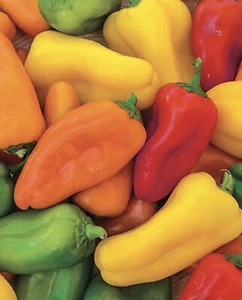 SWEET MINI CAPSICUM VINE BULK 300 SEEDS In Separate Packets - Picture 1 of 5