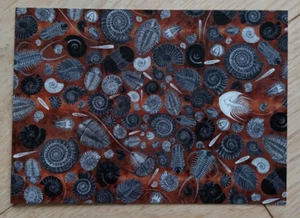 FOSSIL POSTCARD (BRAND NEW) - Picture 1 of 2