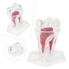 Dental Crystal Base Hartplastik Zähne Zahn Molaren Modell Lehrwerkzeug 1 PC