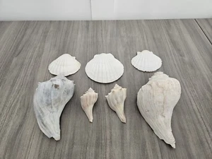 Conch Shells and Sea Shell Lot - Picture 1 of 11