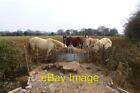 Photo 6X4 Three Horses Firby In A Field Off The Westow Road. C2013