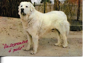 "Dog on alert" Modern French photo postcard 1970s - Picture 1 of 2