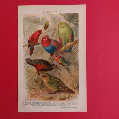 2 x Orig.(1905) Chromolithographie PAPAGEIEN  + KOLIBRIS  - Bild 1 von 4