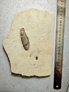 Echte und einzigartige antike Insektenfossilien um 01 - Bild 1 von 5