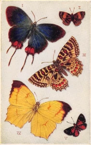 NOVELTY PC ~ ARTIST IMAGES 5 PUNCH OUT FOREIGN BUTTERFLIES, pub. TUCK ~ 1910s - Picture 1 of 2