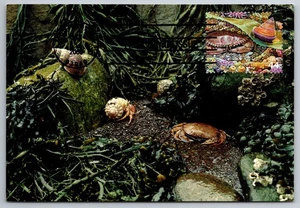 #4423h Kelp Forest Rock Crab and Jeweled Top Snail FDC Maxi Card - Picture 1 of 1