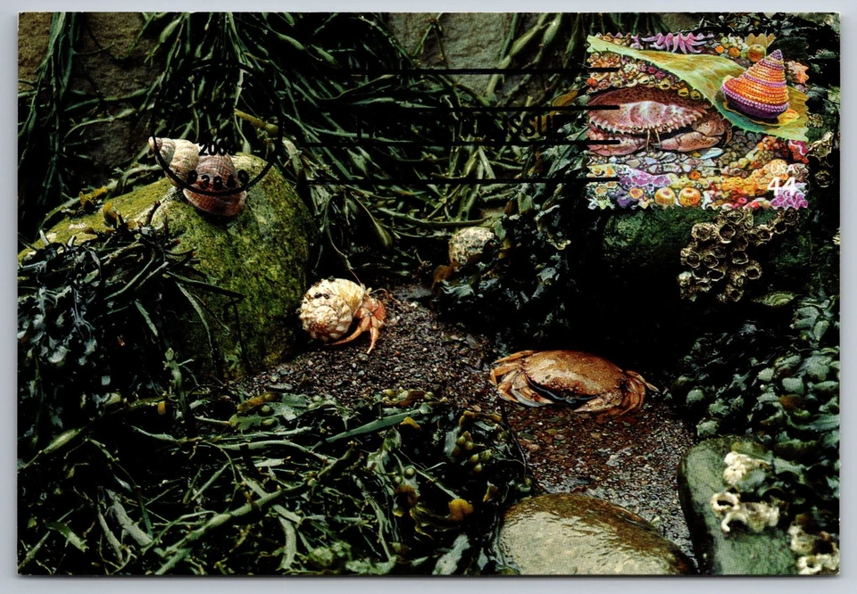 #4423h Kelp Forest Rock Crab and Jeweled Top Snail FDC Maxi Card - Image 1 of 1
