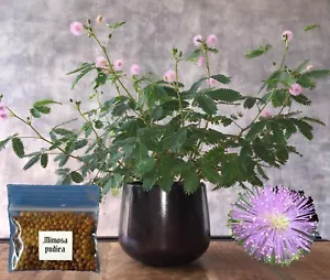 Semillas de plantas sensibles ~ Mimosa pudica ~ ¡Hojas que se mueven y responden al tacto! Tímido - Imagen 1 de 5