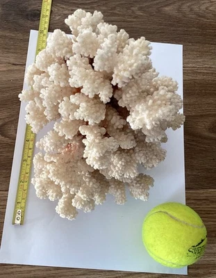 Coral piece large vintage 20cm length - Image 1 of 4