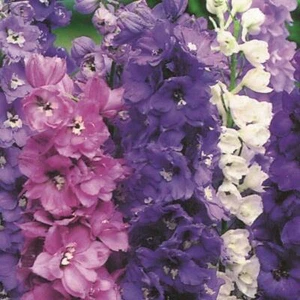 Delphinium Magic Fountains Mixture Mixed Pack Perennial King's Seeds - Picture 1 of 1