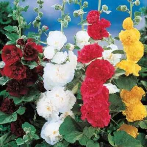 Hollyhock Flower Seeds 100 Multi colored - Picture 1 of 2