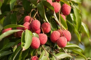 Lychee Fruit Tree Plant - One plant in 7cm Pot - Height 18 cm including the pot - Picture 1 of 3