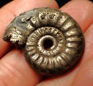 LARGE pyrite ammonite fossil Tropidoceras (31mm) Charmouth Jurassic Coast gift - Picture 1 of 6