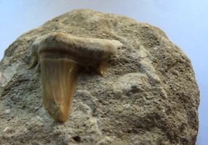 DIENTE GRANDE DE TIBURON MEGALODON FOSIL EN MATRIZ. MARRUECOS - Imagen 1 de 5