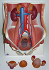 3B Scientific Lower GI System Made in Germany Teaching Anatomical Model 373