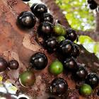300++ Preco Jaboticaba Seeds (Plinia Cauliflora) Jabuticaba Brazilian Grapes