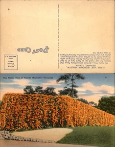 VTG Tropical Florida Post Card-The Flame Vine -  Unused - Picture 1 of 1