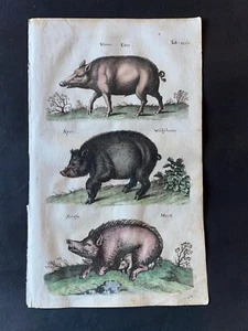 MERIAN - PIG, BOAR PL.47  FOLIO - ORIGINAL ENGRAVING PRINTED 1650 1ST EDITION - Imagen 1 de 1