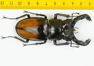 LUCANIDAE - Stag Beetle - Hexarthrius parryi (87mm) - MALAYSIA - 8879 - Picture 1 of 1