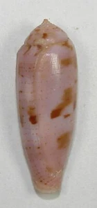 CONUS VIOLA 30.47mm SUPER CHOICE RARE SPECIMEN off Cebu, Philippines  - Picture 1 of 2