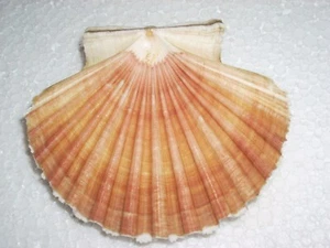 PECTEN JACOBAEUS PALE, MONSTER - Picture 1 of 2