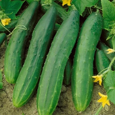 1/4 Lb Straight Eight Cucumber Seeds - Everwilde Farms Mylar Seed Packet - Image 1 of 2