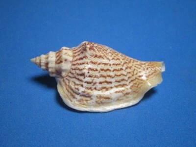 Strombus variabilis (Swainson,1820) "BEAUTIFUL!"  (59.6mm) - Image 1 of 4