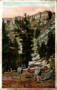 Geteilte Rückseite Postkarte Hirschberge Nationalpark UNP - Bild 1 von 2