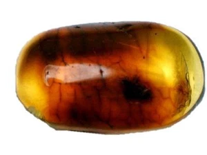 Baltic Amber Fossil with Insect Inside - Specimen in Display Case #A10 - Picture 1 of 5