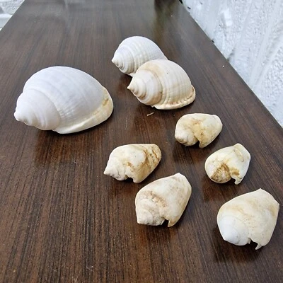 8 Meeresschneckenhäuser - Scotch Bonnet & Conch - Natur Deko Basteln selten Meeresfund - Bild 1 von 4